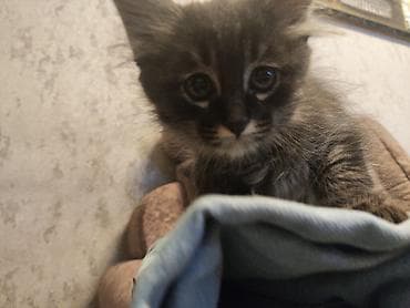 продаю котенка: Майнкун метис Котя Отец - дворовой крутыш🥇 Мать - Майнкун Котятам — 6