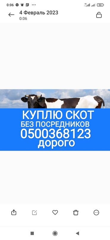приём скота: Сатып алам | Уйлар, букалар, Жылкылар, аттар | Күнү-түнү, Бардык шартта, Союлган — 1