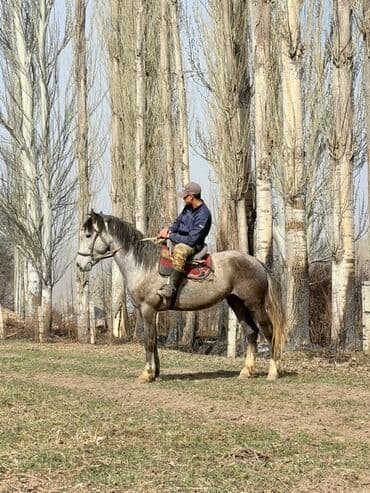 купить рабочую охотничью собаку: Продаю | Жеребец, Конь (самец) | Рабочий — 4