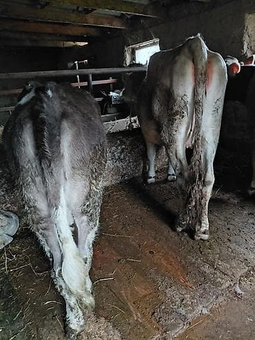 эркек ит ош: Сатам | Кунаажын | Бордоп семиртүү үчүн | Байланган — 5