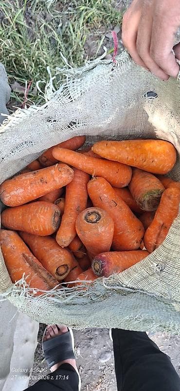 лес дрова: Морковь — 2