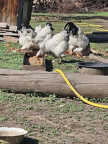 цыплята брамма: Продаю | Куры | Брама | Для разведения — 3