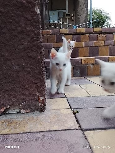 котята 1 месяц: Котята, домашние Описание: - Милые короткошёрстные котята 1 помёта — 4
