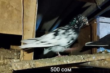 продаю гусей: Стая голубей - Окрас разный: светлые, тёмные, пёстрые. - На фото — — 3