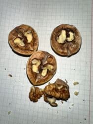 тряпка для посуды цена бишкек: Продаю орехи грецкие 3 мешка, в каждом мешке + 30 кг. Все орехи — 4