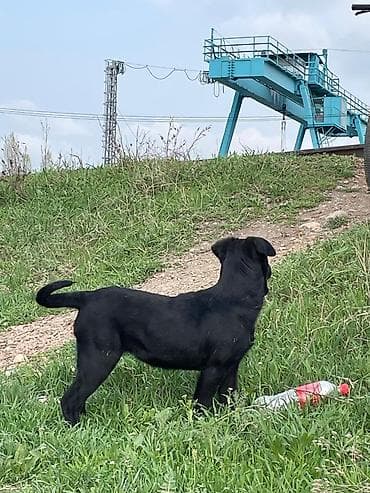 купить лабрадора: Собака даром: 3 месяца, Самка — 10