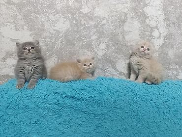 вислоухие котята цена: Милые умные красивые игривые котята 😍😍😍😍к Лотку преучены!!! 2 месяца — 6
