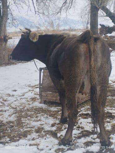 русская синяя кошка: Продаю | Корова (самка) | Алатауская | Для молока | Стельные — 5