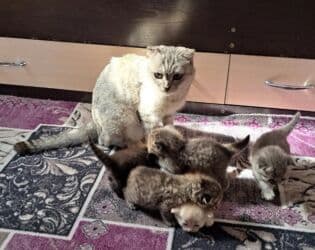 показы 1 354 72 договорная кошка даром британская короткошёрстная 1 год мальчик метис 2 позвонить написать: Шотландские котята - Порода: шотландская скоттиш фолд и скоттиш — 4