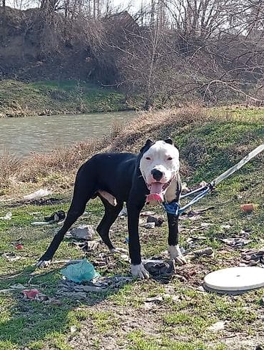 щенок питбуля: Питбуль, 1 год, Самец, С прививкой — 4