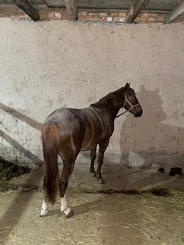 кошка домашний: Продаю | Конь (самец) | Рабочий — 2