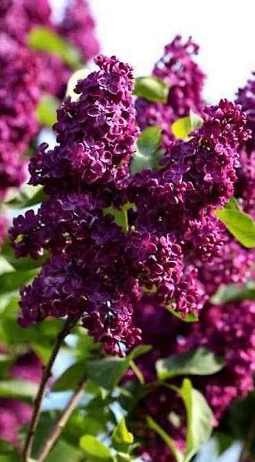 георгины цена: Фото1-3 Сирень махровая на срез для букетов, с потрясающим ароматом — 1