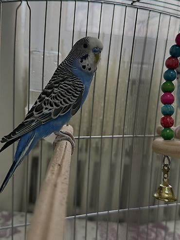 куплю голубей: Волнистые попугаи (пара) с клеткой и аксессуарами. Состав набора: - — 3