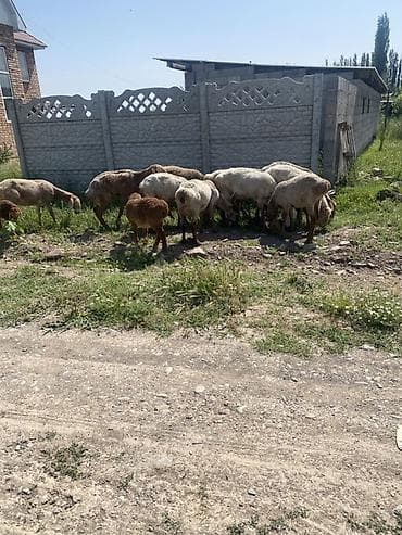 для барана: Продаю | Овца (самка) | Для разведения | Матка — 1
