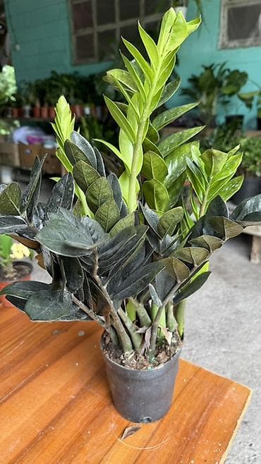 Үй жана бакча: Замиокулькас (Zamioculcas zamiifolia) в горшке. - Сортовое — 1