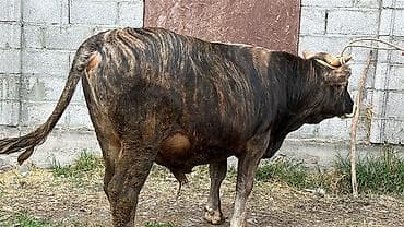 кара балта кой: Продаю | Бык (самец) | На откорм | Привязанные — 2