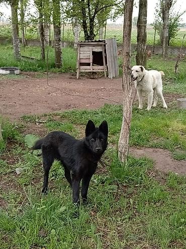 Продажа собак: Овчарка, 6 месяцев, Самец, С прививкой — 4