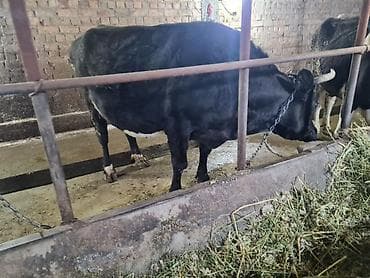Животные: Продаю | Корова (самка) | Для молока | Привязанные — 6