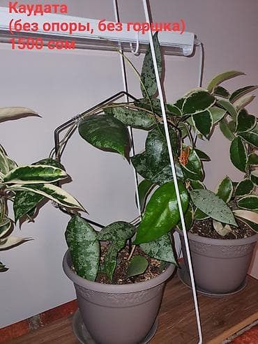 Орхидеи: Взрослые сортовые хойи в продаже: Цена указана за растение. Опора в — 7