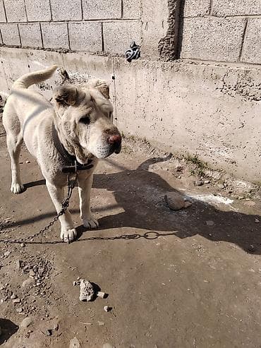 змея животное: Порода: шарпей (кремовый окрас) Описание: - Крупный, мускулистый — 1