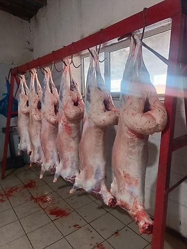 ечки кой: Касапчылык баардык кызматтарды жазайбыз - Цельная тушка молодого — 8