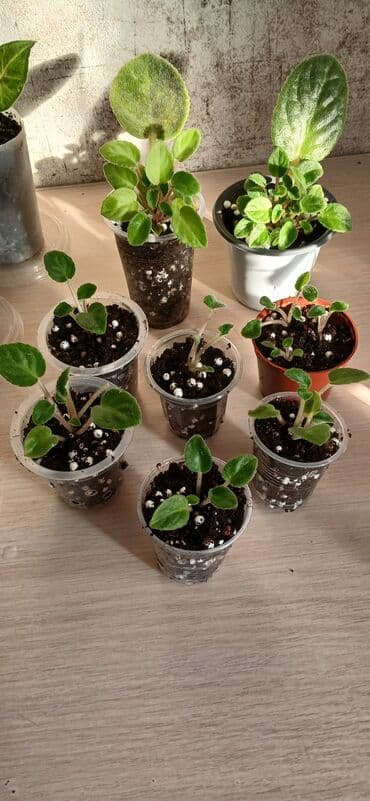 одежда оптом дордой: Продаю комнатные, домашние цветы. В новых горшках и хорошем — 27