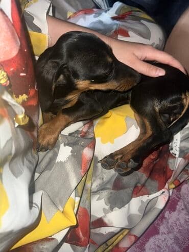 мопс бишкек: Такса мини (гладкошерстная), чёрно-подпалый окрас девочка — 1