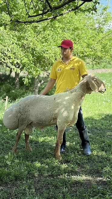 дончак тайлар: Продаю | Баран (самец) | Для разведения | Племенные — 1