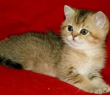 котята шиншиллы: Британская короткошёрстная, 4 месяца, Мальчик, Золотая шиншилла, Приучена к лотку — 1