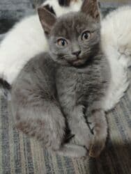 новорожденные котята: Котята домашние, короткошёрстные. - Окрас: один бело‑чёрный — 2