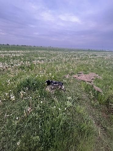 Собаки: Кокер-спаниель, 1 год, Самка, С прививкой — 4