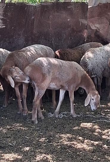 Продаю | Овца (самка) | Для шерсти — 3