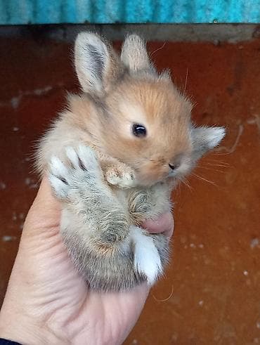 Башка жаныбарлар: Декоративные карликовые крольчата - Порода: карликовые (мини) — 4