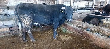 Кемирүүчүлөр: Сатам | Бука (эркек) — 4