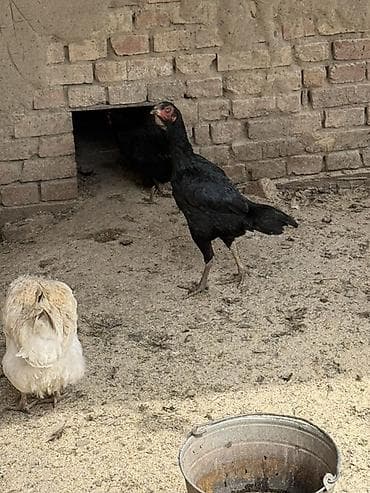 живой вес: Продаю | Куры | Бойцовая | Для разведения — 5