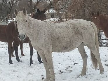 рыба маринка: Продаю | Кобыла (самка) — 2