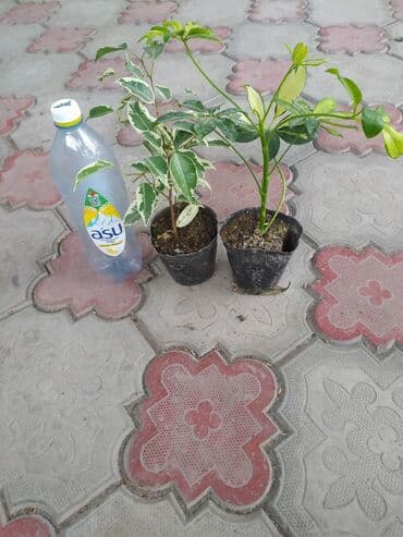 посев газона бишкек: Акция! Бенджамин, шефлера
Живу в районе Баята,Колмо — 3