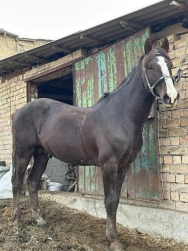 scottish fold: Продаю | Жеребец | Рабочий — 2