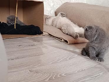 шотландский скоттиш страйт: Шотландский вислоухий кот(Scottish Fold), - Вязка Мальчик серый — 2