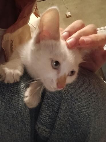 стерилизовать кошку: Кошка даром: Беспородная, 2 месяца, Мальчик — 1