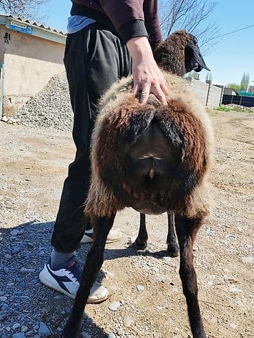 бык на мясо: Продаю | Ягненок | Гиссарская | Для разведения | Племенные — 7