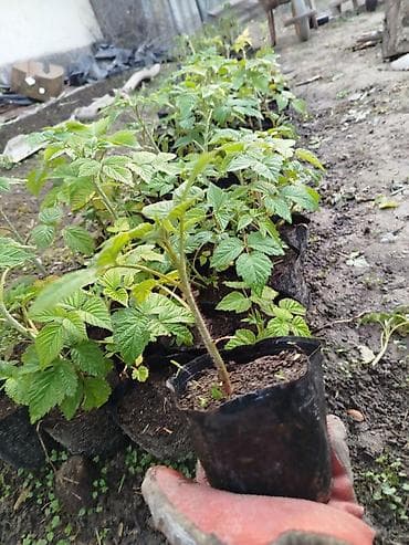 черешня купить: Малина элита сорт! Полонез! чачырабайт цвет: яркорозовый вкус  — 4