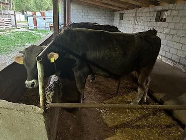 африканские сом: Продаю | Бык (самец) | На откорм | Привязанные — 3