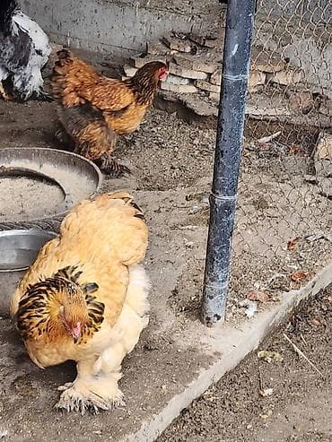 сибирская кошка черно белая: Продаю | Куры | Брама | Для разведения — 3