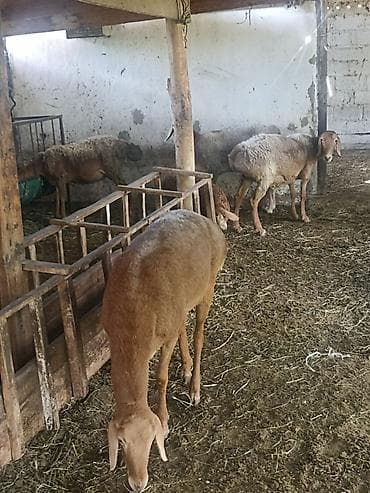 кормушки для животных: Продаю | Овца (самка) | Для разведения | Племенные — 3