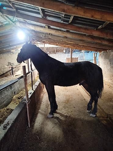 Үй жаныбарлары: Сатам | Байтал | Аргын | Жумушка — 2