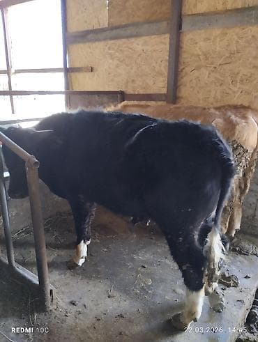 битал теке: Продаю | Бык (самец) | Для разведения | Племенные — 7