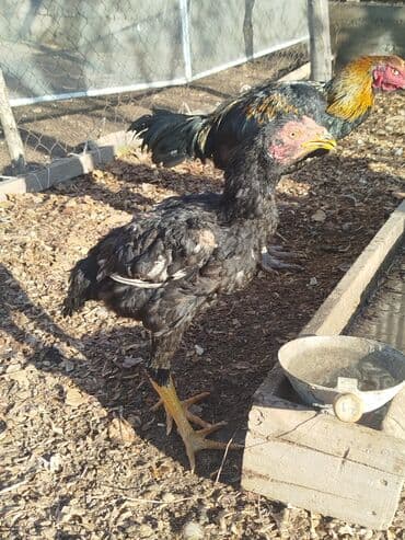 Птицы: Дакан жожо короздор сатылат активный алмашу жолдору бар адрес Бишкек — 8