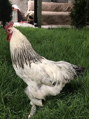 тай бука: Продаю | Петух | Брама | Для разведения — 5