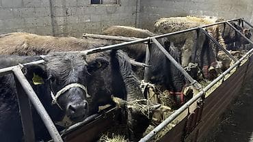 мышык сатылат: Сатам | Бука (эркек) | Бордоп семиртүү үчүн | Байланган — 1